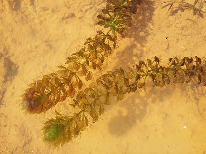 Aldrovanda