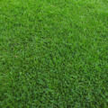 Gazon Perfect