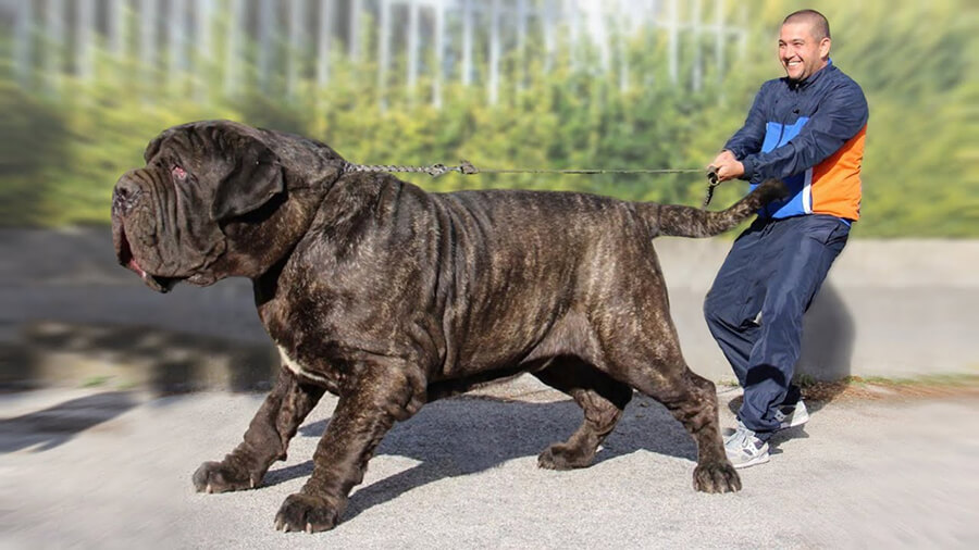 Mastiff englez