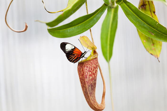 Nepenthes ampullaria