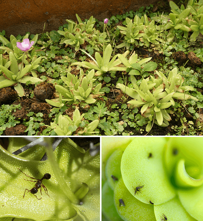 Pinguicula
