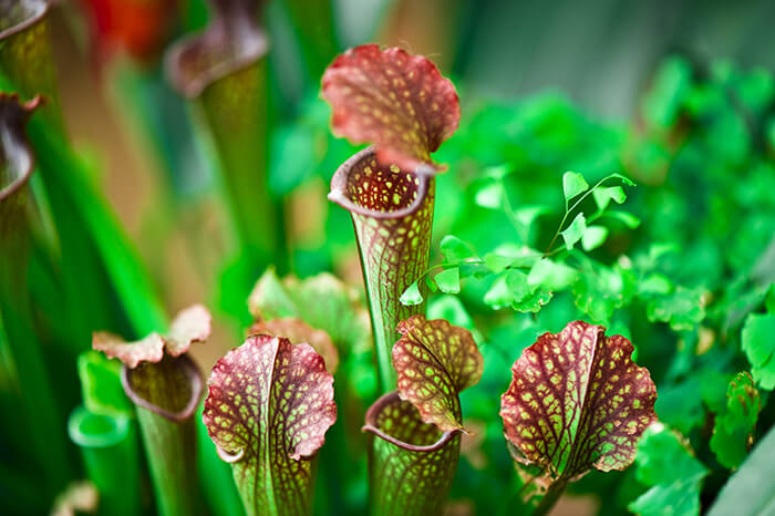Sarracenia